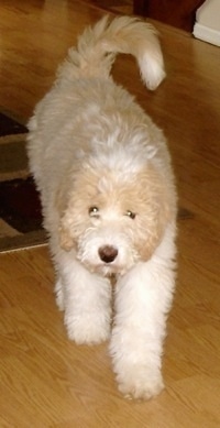 Front view - A tan with white Pyredoodle puppy is walking down a hardwood floor and its head is level with its body. Its tail is curled up.