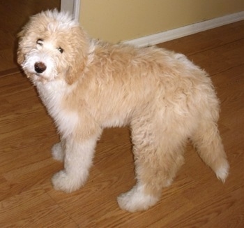 Side view - a wavy-coated, tan with white Pyredoodle puppy looking up towards the camera.
