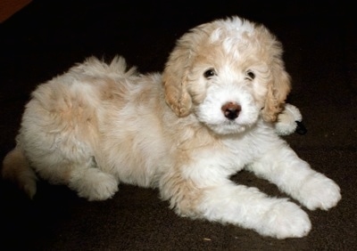 Side view - A soft-looking, tan with white Pyredoodle puppy laying on a dark carpet looking at the camera.