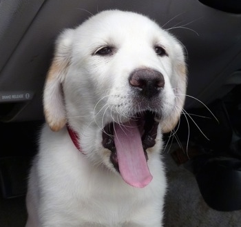 Close up front view - A white with tan Pyrador puppy is sitting on the floor of a vehicle yawning.