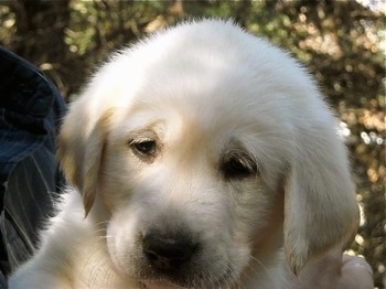 Close up head shot - A fuzzy white with tan Pyrador puppy being held outside in the shade in the arms of a person who is holding it belly out. The puppy is facing front but its eyes are looking down.