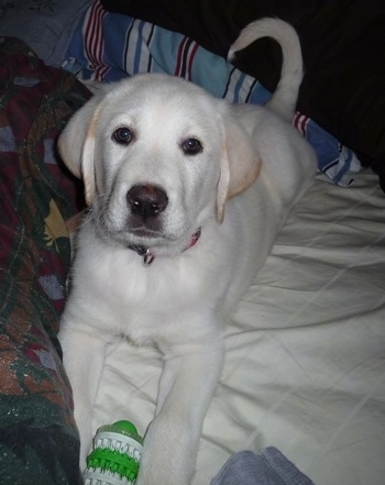 Front view - A white with tan Pyrador puppy laying on top of a pillow on a person's bed with a green and white toy in its front paws.