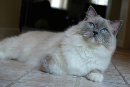 Sully the Ragdoll cat is laying on a tiled floor and looking up towards the camera holder