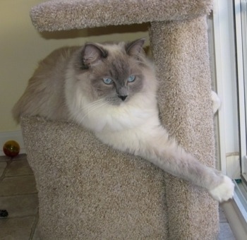 Sully the Ragdoll cat is laying on a catpost and its left paw is fully extended across the post