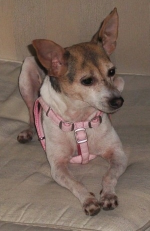 A perk eared white with tan and black Rat-Cha is wearing a pink harness laying on a pillow and it is looking to the right.