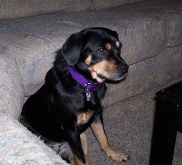 Side view - A black and tan Reagle dog is wearing a purple collar sitting against the back of an L-shaped couch and it is looking to the right.