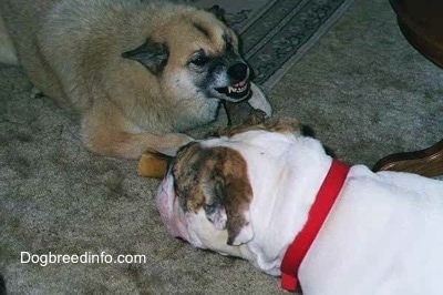 A tan dog is laying on the carpet with a bone showing its teeth to another dog walking by