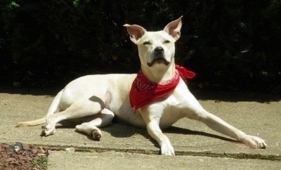 Side view - A perk-eared, white Pit Bull mix is laying on a walkway wearing a red bandana looking up. The dog has slanty eyes.