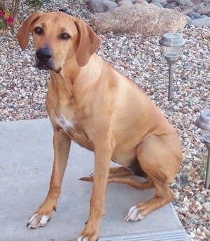 The left side of a tan with white Rhodesian Ridgeback that is sitting on a concrete slab and it is looking forward. There are brown pebble sized rocks behind it.
