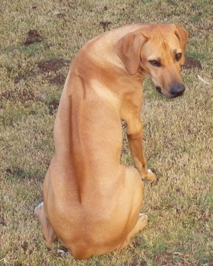 Front view - The back of a red Rhodesian Ridgeback that is sitting in grass and it is looking back at the camera. There is a line down the dog's back.