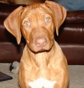 Close up - A liver-nose Rhodesian Ridgeback is sitting on a carpet and it is looking forward. Its head is slightly tilted to the left. There is a white patch on the dogs chest and it has wrinkles on its head.