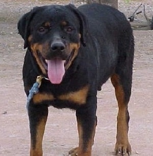 Front view - A black and tan Roman Rottweiler is walking up a dirt surface. Its head is level with its body and it is looking forward. Its mouth is open and tongue is out.