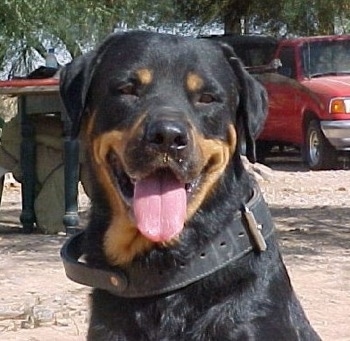 Close up head shot - A black and tan Roman Rottweiler is sitting in dirt and it is looking forward. Its mouth is open and its tongue is out. It is wearing a thick black leather collar and there is a red truck behind it.