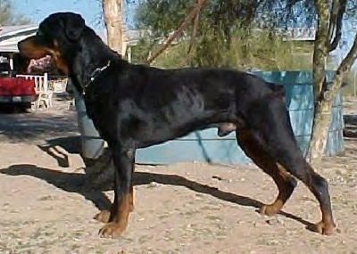 Left Profile - A black and tan Roman Rottweiler is standing in dirt and it is looking to the left. There is a blue dumpster behind the dog and a red truck in the distance.