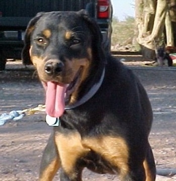 Front view - A black and tan Roman Rottweiler is standing on a dirt surface and it is looking forward. Its mouth is open and its tongue is out.