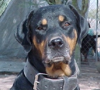 Close up head shot - A black and tan Roman Rottweiler is sitting in dirt and it is looking forward. Its head is slightly tilted to the left. It is wearing a thick black leather collar.