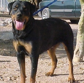 A black and tan Roman Rottweiler is standing on a dirt surface and it is looking forward. Its leash is attached to a tree that is behind it. Its mouth is open and its tongue is out.