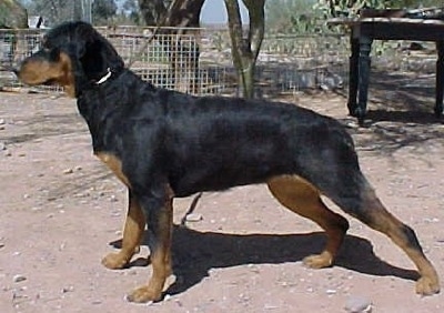 Left Profile - A black and tan Roman Rottweiler is standing in dirt and it is looking to the left.
