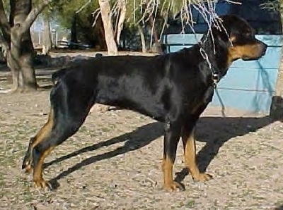 Right Profile - A black and tan Roman Rottweiler is standing in dirt under a tree and it is looking to the right.