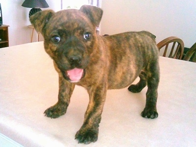 pitbull rottweiler mix puppy for sale