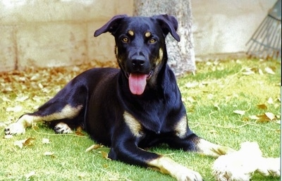 Front view - A shiny black with brown Rotterman is laying in grass and it is looking forward. Its mouth is open and its tongue is out. There is a rope toy in its front paw. Its head is black with two tan dots on the eye brow area.