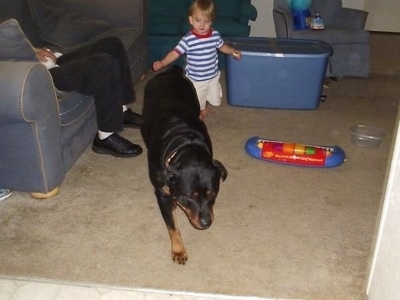 A black and tan Rottweiler dog is walking across a carpet, behind it is a toddler-sized child in a blue striped shirt. There is a person sitting on a couch to the left of the Rottweiler.