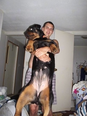A person in a bedroom is lifting up a black and tan Rottweiler and it is exposing the dogs stomach. The dog looks as big as the human lifting it.