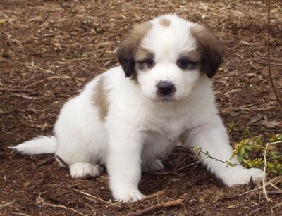 Front view - A fluffy, white with tan and black Saint Pyrenees puppy is sitting in dirt and it is looking forward.