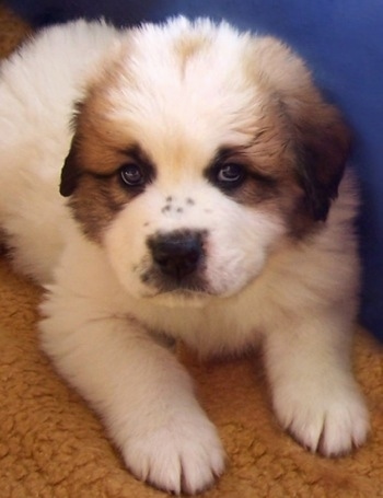 Close up front view - A white with tan and black Saint Pyrenees puppy is laying on a carpet and it is looking forward.