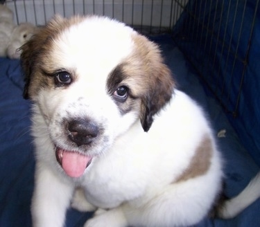Close up front view - A white with tan and black Saint Pyrenees puppy is sitting on a blue blanket in a crate. Its mouth is open, its tongue is out and its head is tilted to the right.