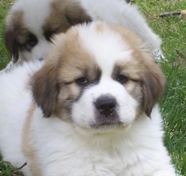Close up - A fluffy, thick-coated, white with tan and black Saint Pyrenees puppy is laying on grass and behind it there is another white with tan and black Saint Pyrenees puppy that is laying on its back.