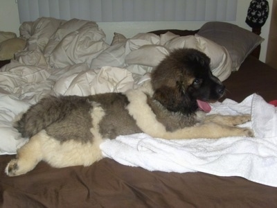 The right side of a thick coated, fluffy, white with brown and black Saint Pyrenees puppy laying across a bed and it is looking to the right. Its mouth is open and its tongue is out.