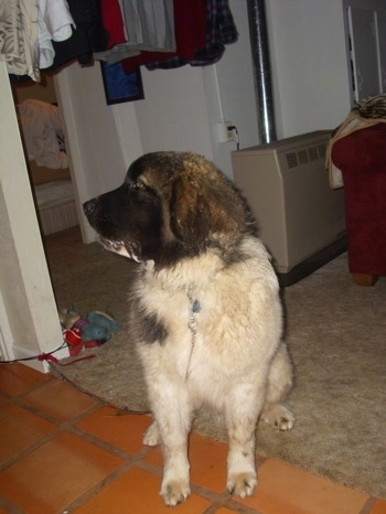 Front view - A white with brown and black Saint Pyrenees dog is sitting on a carpet in front of hanging clothes looking to the left.