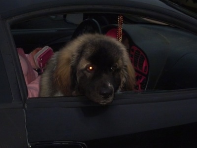 A fluffy, large white with brown and black Saint Pyrenees puppy is sitting in the passenger seat of a vehicle at night with its head out of the window.
