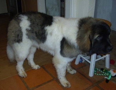 The front right side of a thick-coated, white with brown and black Saint Pyrenees that is standing on a brick tiled floor and it is looking to the right.