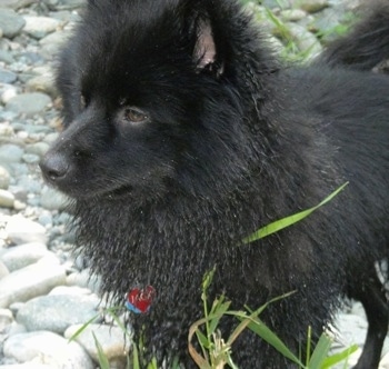 Close up front side view - A wet black Schip-A-Pom dog is standing on rocks and it is looking to the left.