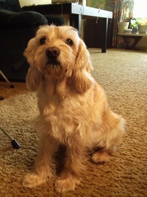 A soft looking, blonde Schnocker dog is sitting on a carpet looking up and forward.