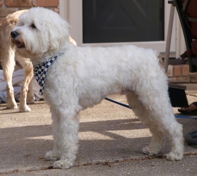 Left Profile - A white Schnoodle dog is standing across a brick porch, it is wearing a blue and white checkered bandana and it is panting. Its coat is soft looking.