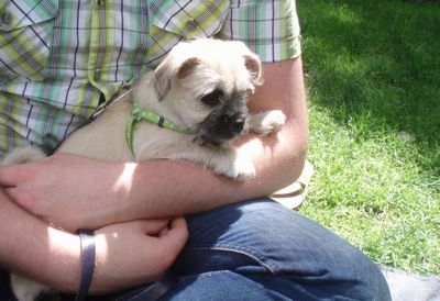 The right side of a tan with black Schnug puppy that is laying in the lap of a person in blue jeans and a plaid white, green and yellow shirt. The puppy is looking down and to the right.