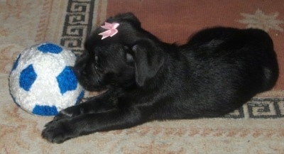 The left side of a black Schnug puppy that has a pink ribbon on its head. There is a white with blue plush soccer ball in front of it.