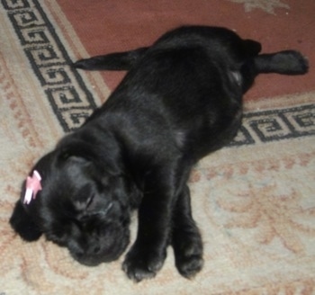A small black Schnug puppy that has a pink ribbon on its head is sleeping on its right side on top of a rug.