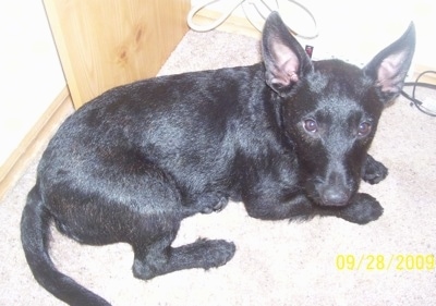 The right side of a shorthaired, shiny coated, black Scobo Terrier dog laying down on a tan carpet. The dog has large pointy perk spock ears.