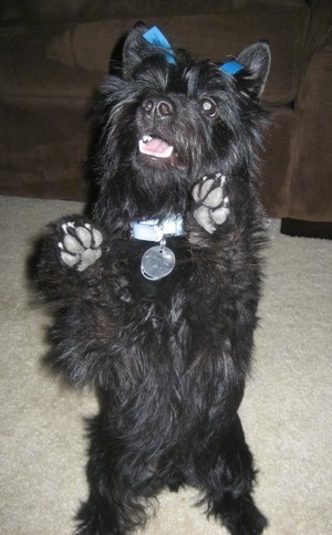 A black Scorkie puppy is standing on its hind legs on a tan carpet and its front paws are in the air with the gray pads showing. Its mouth is open and it has a blue ribbon on its head between its ears.