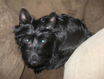 Top down view of a shiny-coated, medium haired, black Scorkie dog that is sitting on a couch looking up. It has perk ears and its eyes are glowing green.