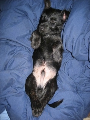 A black Scorkie puppy is sleeping belly up on a blue blanket.