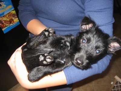 A black Scorkie puppy is laying belly up in the arm of a person in a blue sweater.