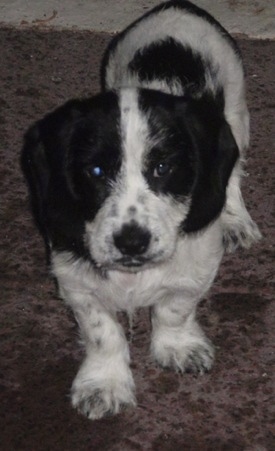Front view - A white with black Scottish Cocker dog is standing on a carpet, it is looking up and forward. The dog has short legs.