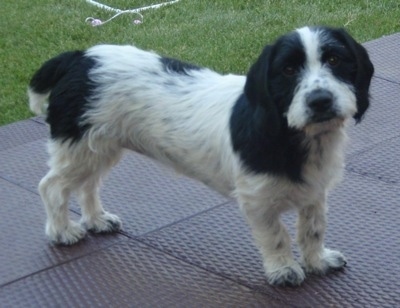 A long bodied, short legged, white with black Scottish Cocker dog standing across a rubber surface with grass behind it looking forward. Its head is tilted to the left.