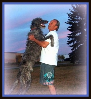A black with grey Scottish Deerhound is standing up against a person in a white shirt. The dogs mouth is open and tongue is out. They are standing in a field. The dog is taller than the man.