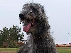 Close up head shot - A large black with grey Scottish Deerhound is laying in grass and it is looking to the left. Its mouth is open and tongue is out.